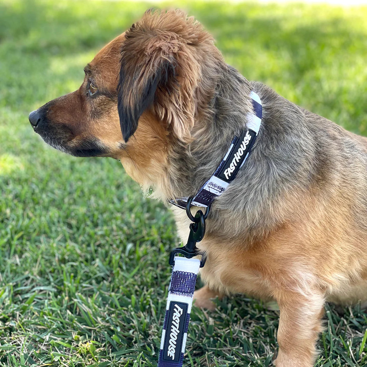 Fasthouse Clifford Dog Lease - Stripes
